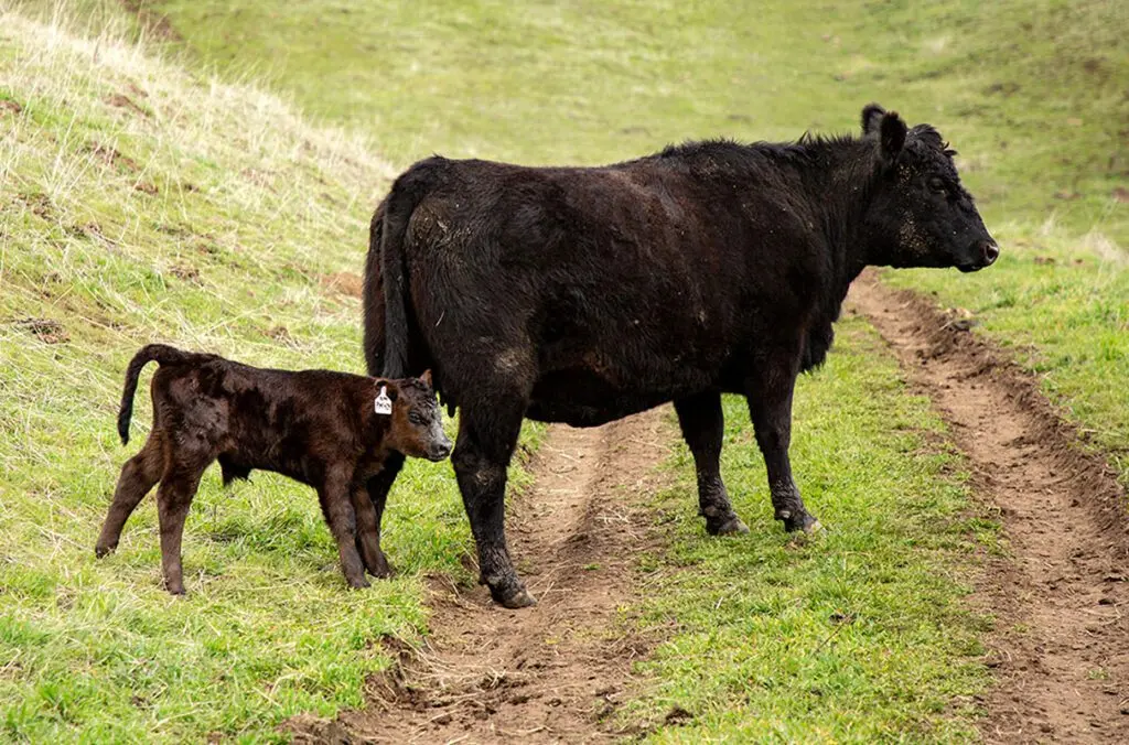 A cow and her newborn calf walk through a pasture during WSU’s spring calving season, when students in a hands-on course monitor the herd and help care for animals in the field (photo courtesy of Scott Weybright, CAHNRS).