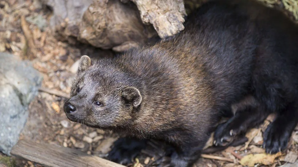 By Mount Rainier National Park from Ashford, WA, United States - Fishers, Public Domain, https://commons.wikimedia.org/w/index.php?curid=46808944