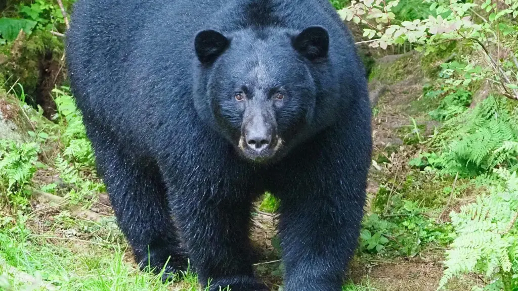 Black Bear