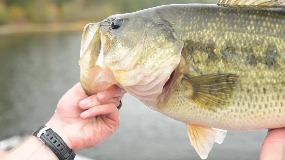 Photo credit: Idaho Fish and Game (IDFG)