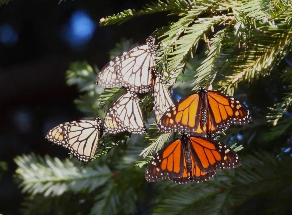 The tags will only work when butterflies have their wings open because they rely on solar power. When they’re resting with their wings close, the tag stops. But it starts up again when they open back up or take flight (photo courtesy of CAHNRS College of Agricultural, Human, and Natural Resource Sciences).
