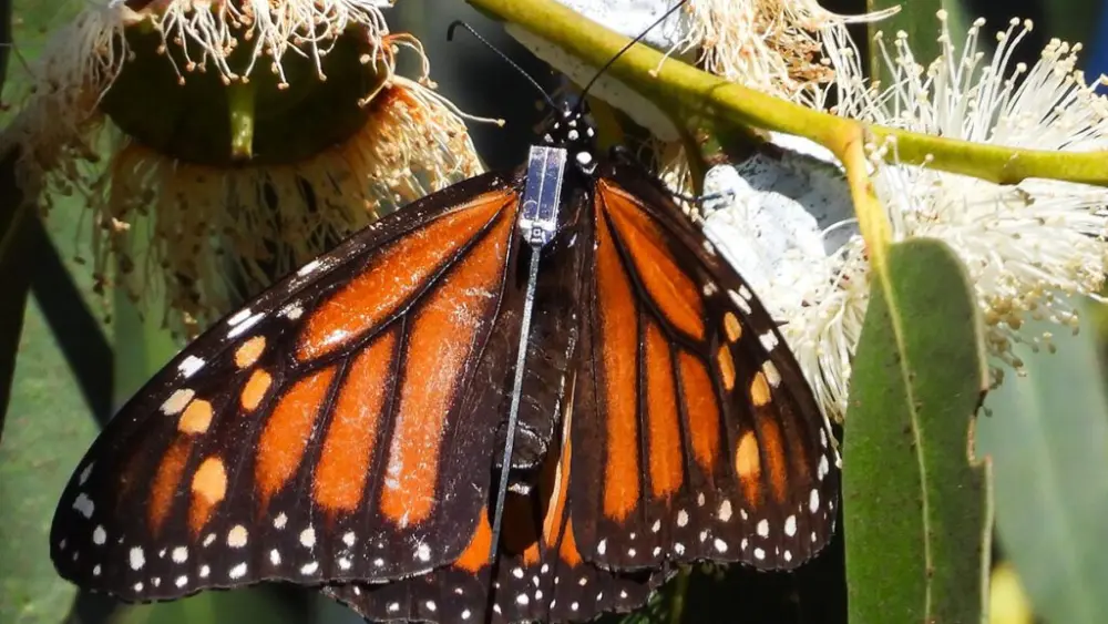 The new solar-powered tags as seen when attached to a monarch butterfly. The tag can track a butterfly for months whenever the pollinator is in sunlight (photo courtesy of CAHNRS College of Agricultural, Human, and Natural Resource Sciences).