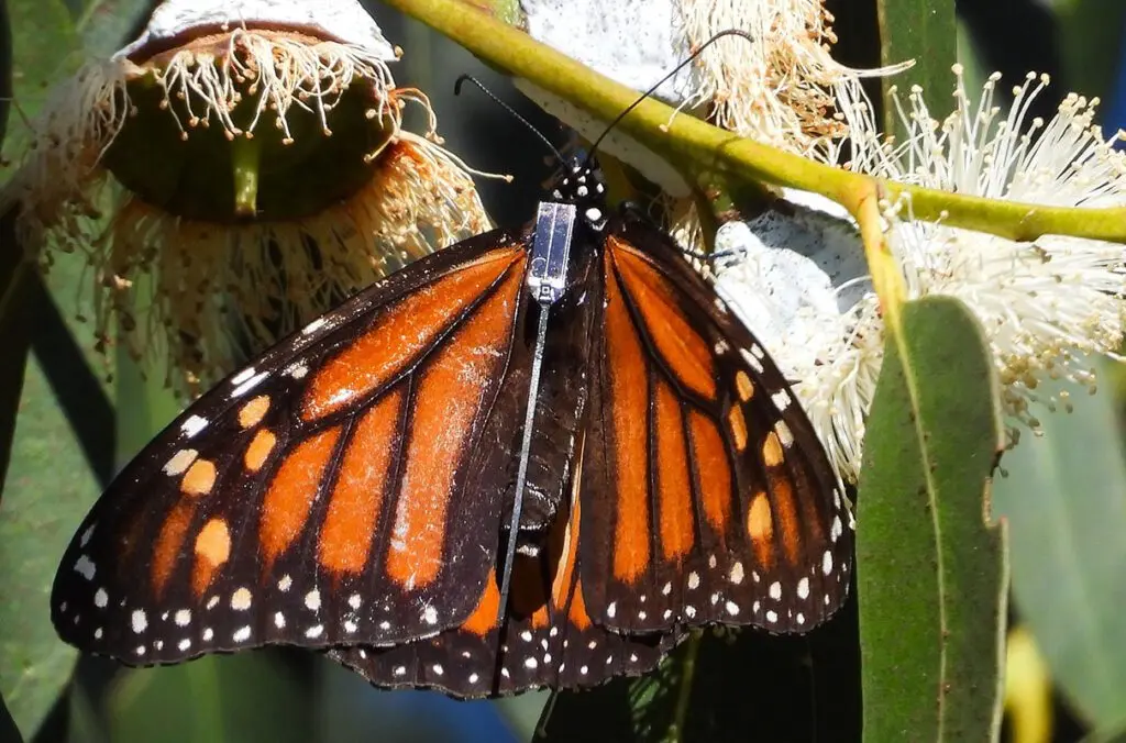The new solar-powered tags as seen when attached to a monarch butterfly. The tag can track a butterfly for months whenever the pollinator is in sunlight (photo courtesy of CAHNRS College of Agricultural, Human, and Natural Resource Sciences).