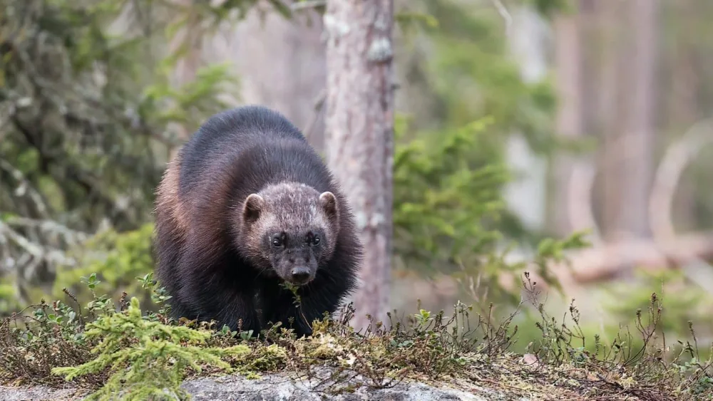 hans-veth-gievcfqxklm-unsplash