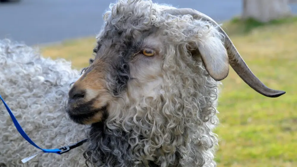 Enya, a 5-year-old doe from a rare Angora goat herd near Bonners Ferry, Idaho, was recently treated for ovarian cysts at WSU’s Veterinary Teaching Hospital (photo by Ted S. Warren, College of Veterinary Medicine).
