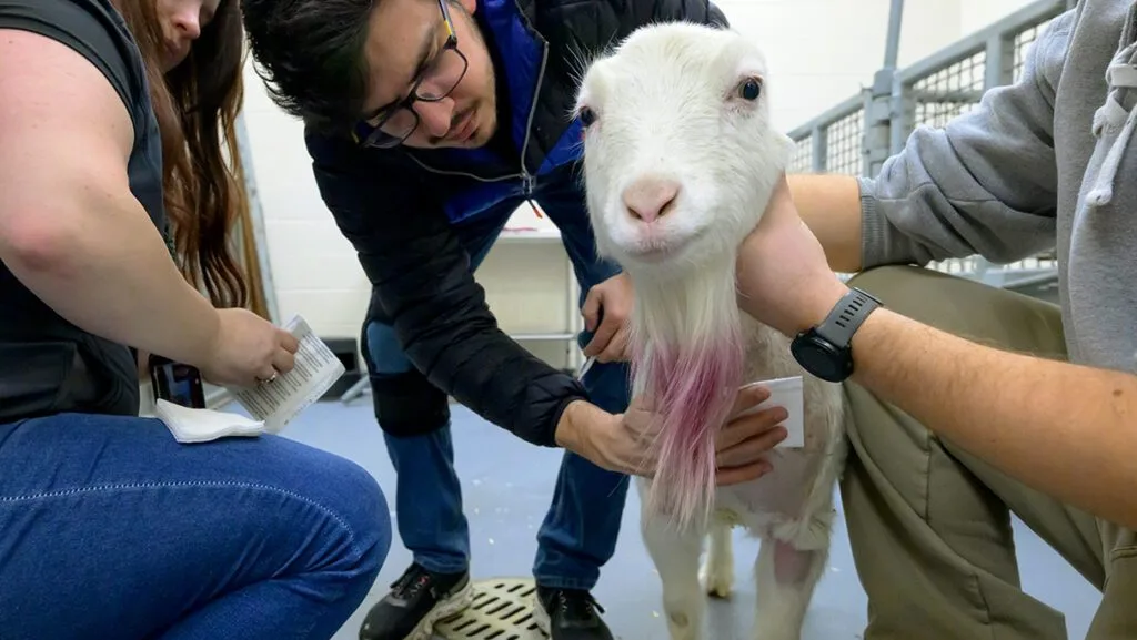 Taxi, a 7-year-old La Mancha goat owned by Michelle Davison, of Kennewick, Wash., has her bandages changed by Sebastian Larriva, center, a veterinary resident in equine surgery, as veterinary technician Kimberly Houglum, left, assists, on Friday, Feb. 6, 2026, following her recent surgery (photo by Ted S. Warren, College of Veterinary Medicine).