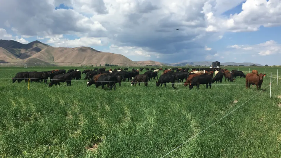 Cattle graze cover crops in the Magic Valley.