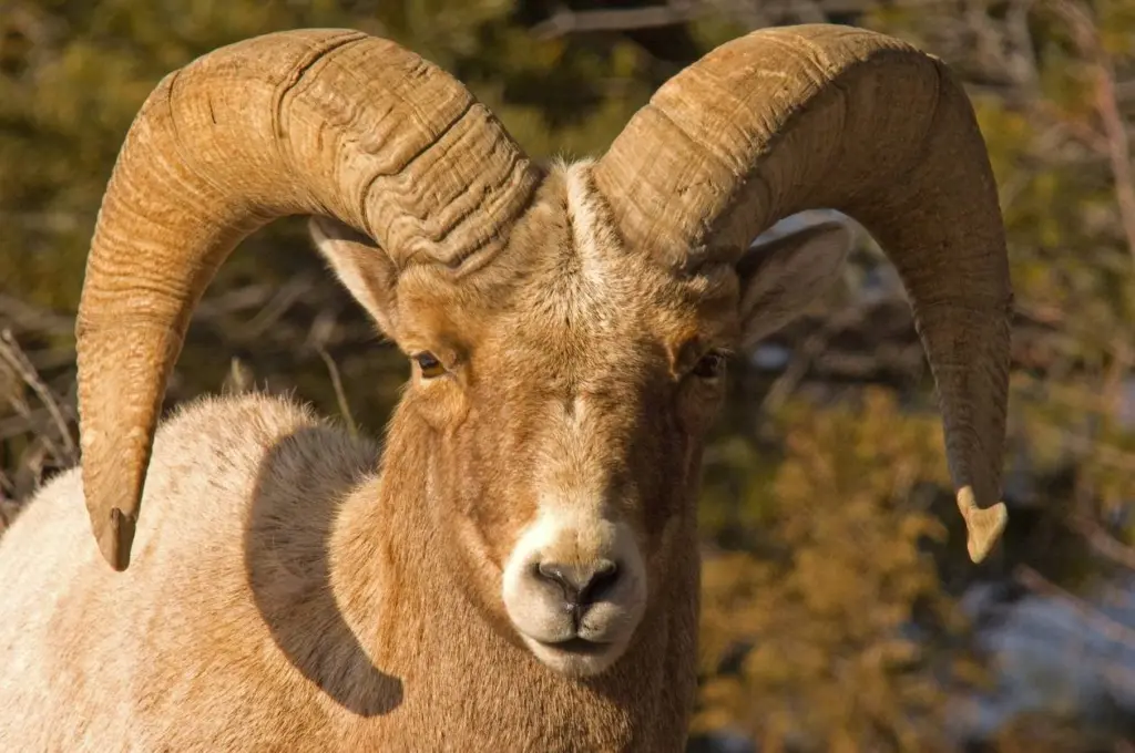 A lower Salmon River bighorn ram.