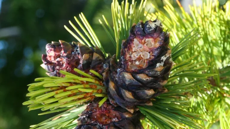 Whitebark pine cones (Photo by Richard Sniezko of the United States Forest Service | Public Domain).