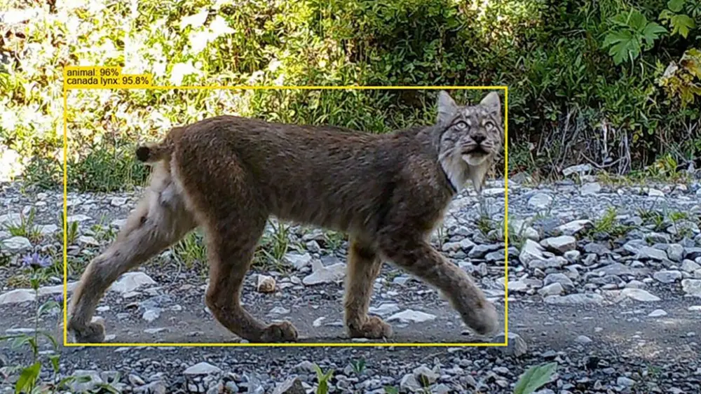 SpeciesNet's AI prediction can be seen on an image of a lynx (photo courtesy of Mammal Spatial Ecology and Conservation Lab).