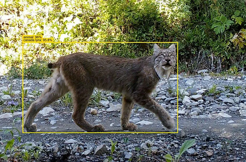 SpeciesNet's AI prediction can be seen on an image of a lynx (photo courtesy of Mammal Spatial Ecology and Conservation Lab).