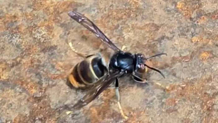 Invasive hornet intercepted at Port of Vancouver, public asked to ...