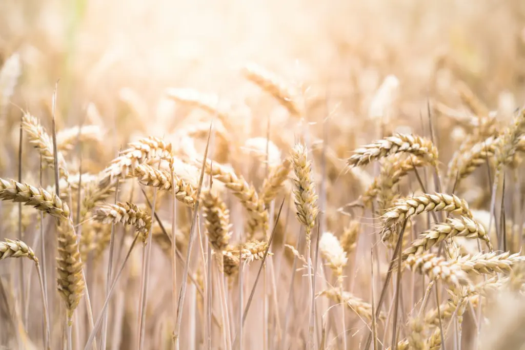 Photo by Evi Radauscher on Unsplash