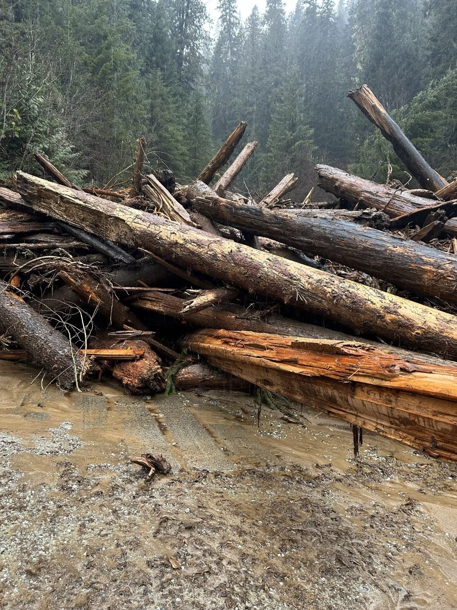 Significant Blowdown on the 250 Road at Black Canyon