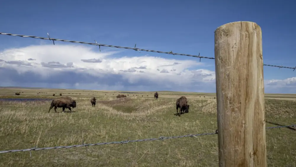 Bison are pictured through a fence in this 2022 photo. (USDA photo / Preston Keres)