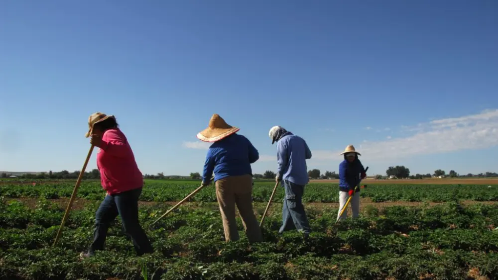Workers weed a field of peppers on a farm in Fruitland, Idaho. (Kirsten Strough/U.S. Department of Agriculture)
