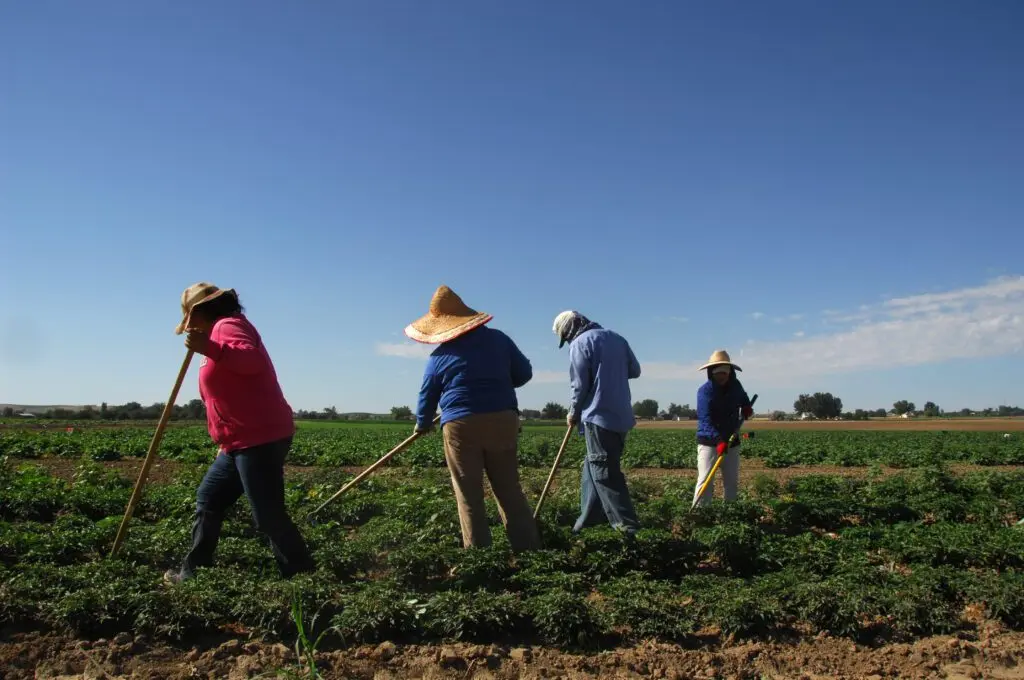 Workers weed a field of peppers on a farm in Fruitland, Idaho. (Kirsten Strough/U.S. Department of Agriculture)