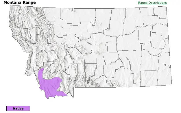 A map showing the range of pygmy rabbits in Montana. Screenshot via mt.gov