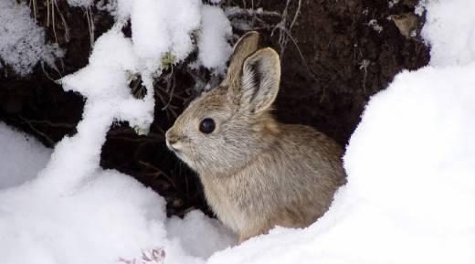 A pygmy rabbit peeks out from the snow-covered sagebrush in the intermountain West. Photo by R. Dixon and H. Ulmschneider/U.S. Fish and Wildlife Service.