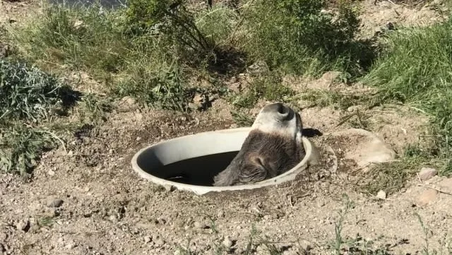 The wild burro's face could be seen peeking out from the septic tank.