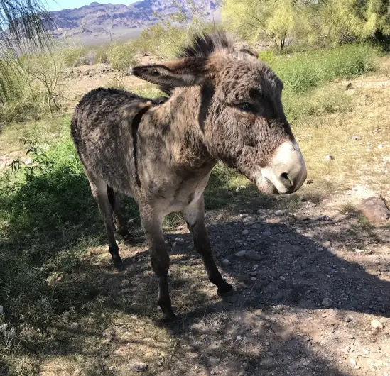 The wild burro after being cleaned up.