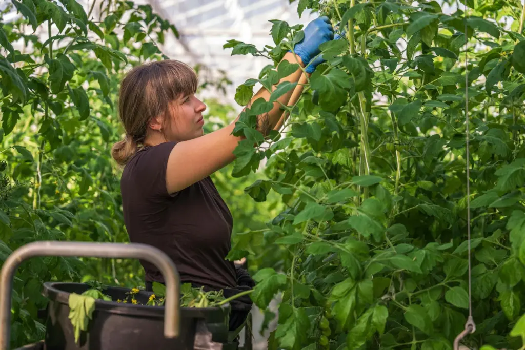 A woman wearing blue gloves works among tall tomato plants in a greenhouse, harvesting produce. Photo: Mark Stebnicki / Pexels