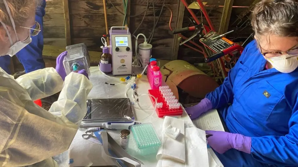 Researchers work at a sampling site for a study of the prevalance of hantavirus among rodents on the Palouse (photo by Pilar Fernandez, WSU).