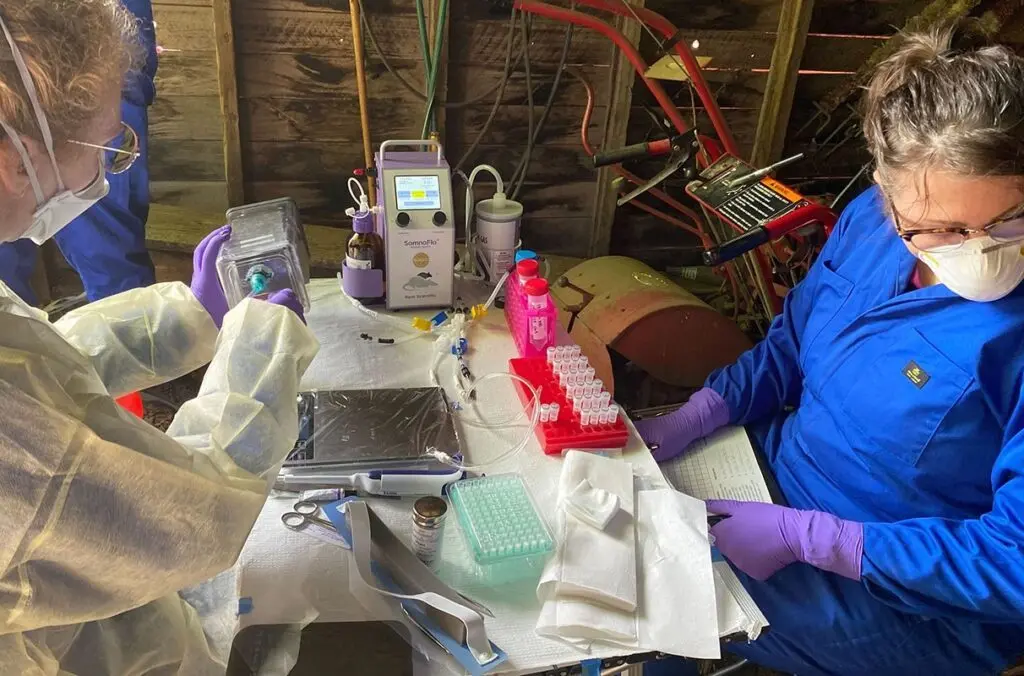 Researchers work at a sampling site for a study of the prevalance of hantavirus among rodents on the Palouse (photo by Pilar Fernandez, WSU).