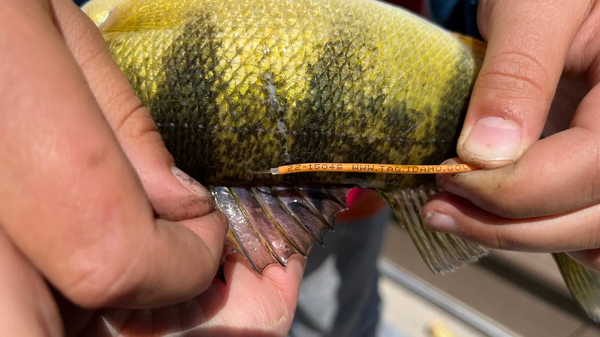 Photo credit: Idaho Department of Fish and Game