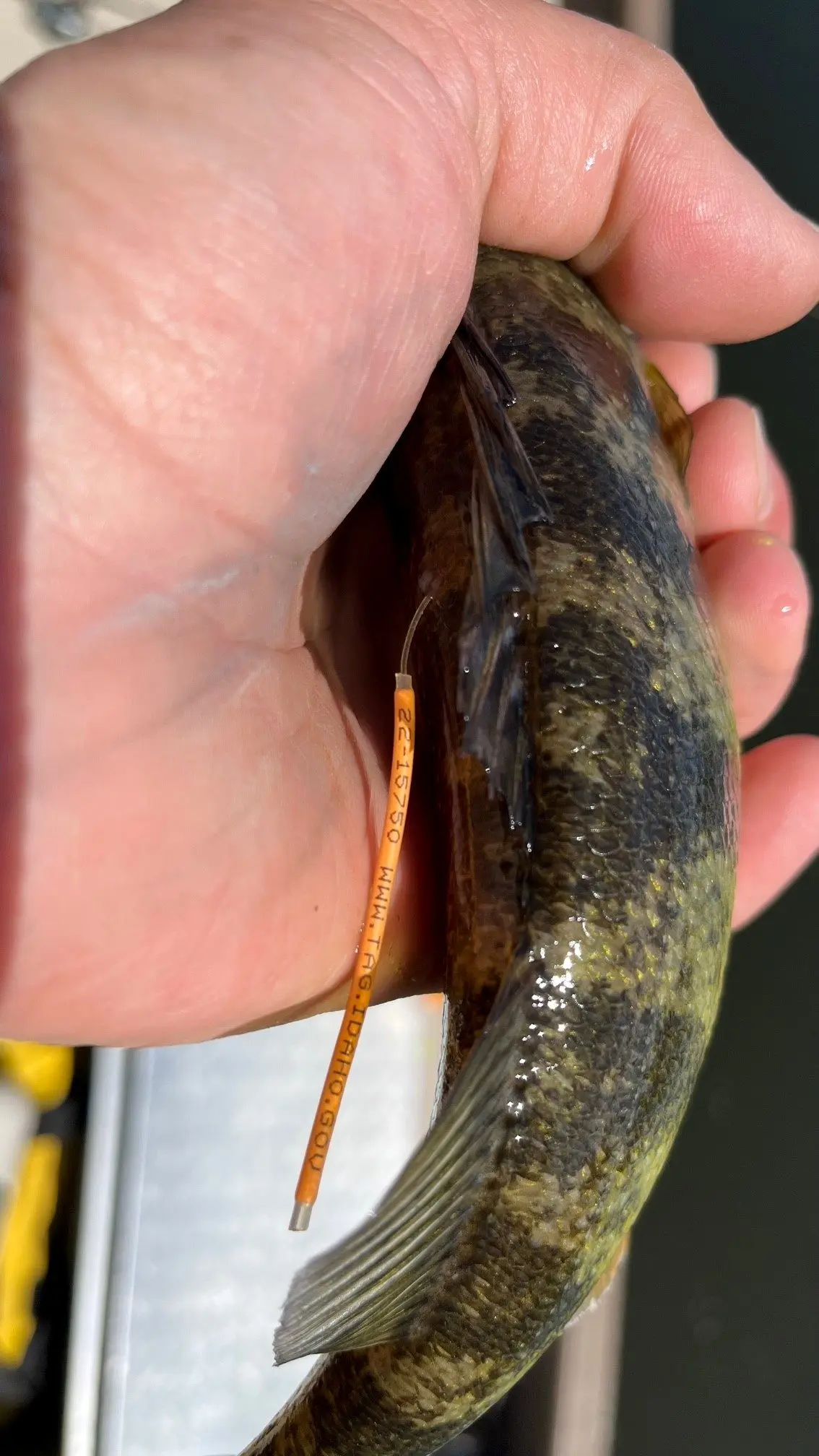 Photo credit: Idaho Department of Fish and Game