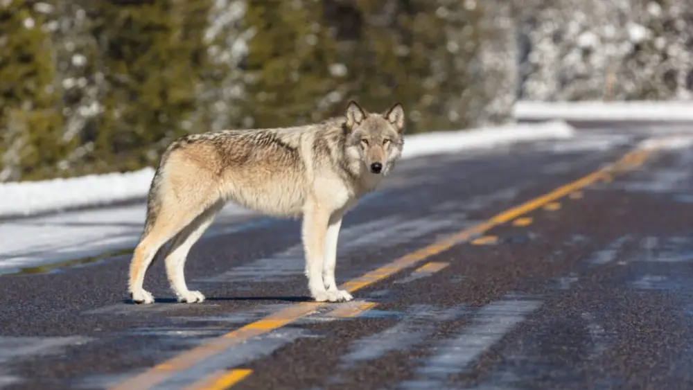(Photo by Jacob W. Frank/Courtesy of the U.S. National Park Service)