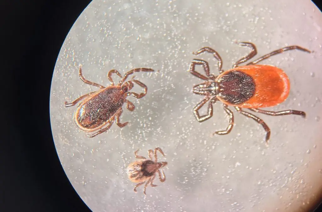 マダニの医学図鑑 Ticks and Tick-borne Diseases WSU Researcher earns $420K grant to study tick-borne disease