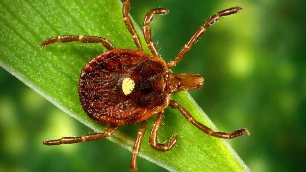 A lone star tick, which is a very aggressive tick that bites humans. A circular rash sometimes follows the bite. (Photo courtesy Centers for Disease Control and Prevention)