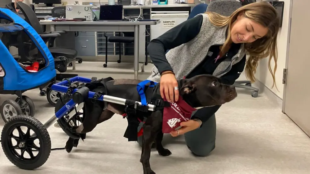 WSU veterinary student Hanna Sihler helps Winnie, an 8‑month‑old American bully, into her custom wheelchair Monday, June 29, at the university's Veterinary Teaching Hospital. Winnie underwent surgery and 20 rounds of radiation therapy for a rare spinal tumor before returning home to Spokane (photo by Joshua Babcock/WSU College of Veterinary Medicine).