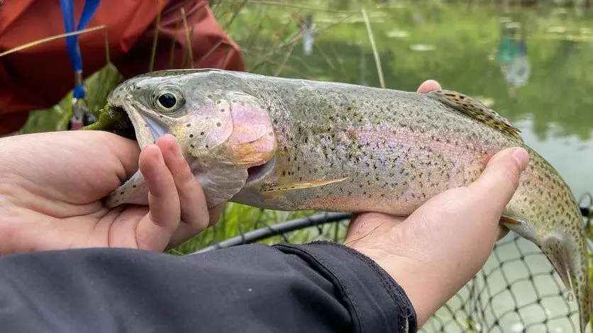 Idaho Fish and Game