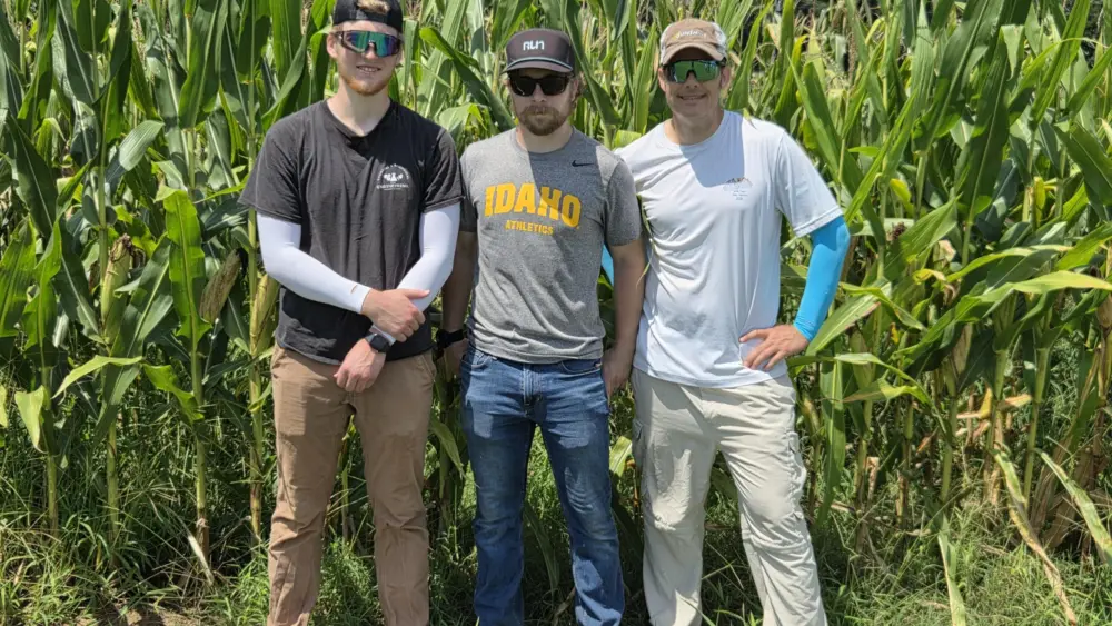 University of Idaho students Isaac Looney and Tim Stevens and Associate Professor Daniel Robertson conduct fieldwork for an NSF-funded project focused on developing stronger cereal crops. Photo courtesy of the University of Idaho.
