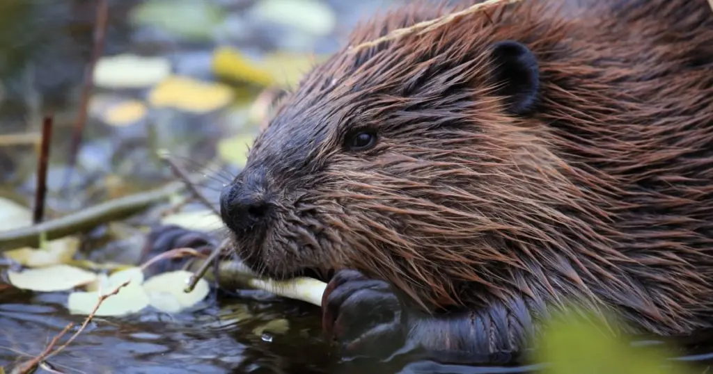 Beavers are the largest rodent in North America, averaging 40 pounds in weight and measuring more than three feet in length, including the tail. (Adobe Stock)