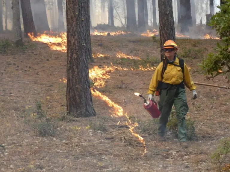 A crew member uses a drip torch to ignite a prescribed burn in Southwest Washington. Leaders in Washington and other states want to empower more residents to lead burns like this on private lands. (Photo by Alex Brown/Stateline)