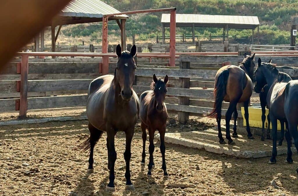 WSU Veterinary Team Helps Prepare 66 Rescued Horses for Adoption