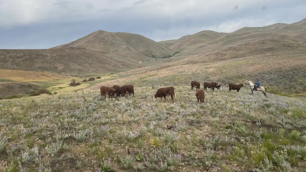 A University of Idaho-led analysis suggests that a standard two-year rest from livestock grazing may not improve perennial grass cover after rangeland fires.