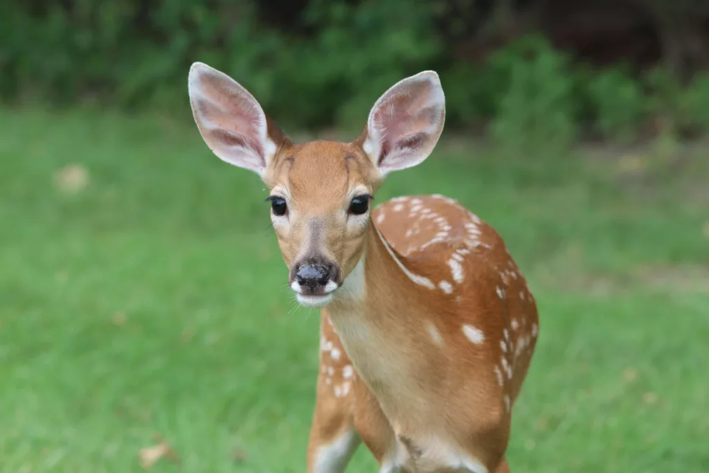 deer-2264354