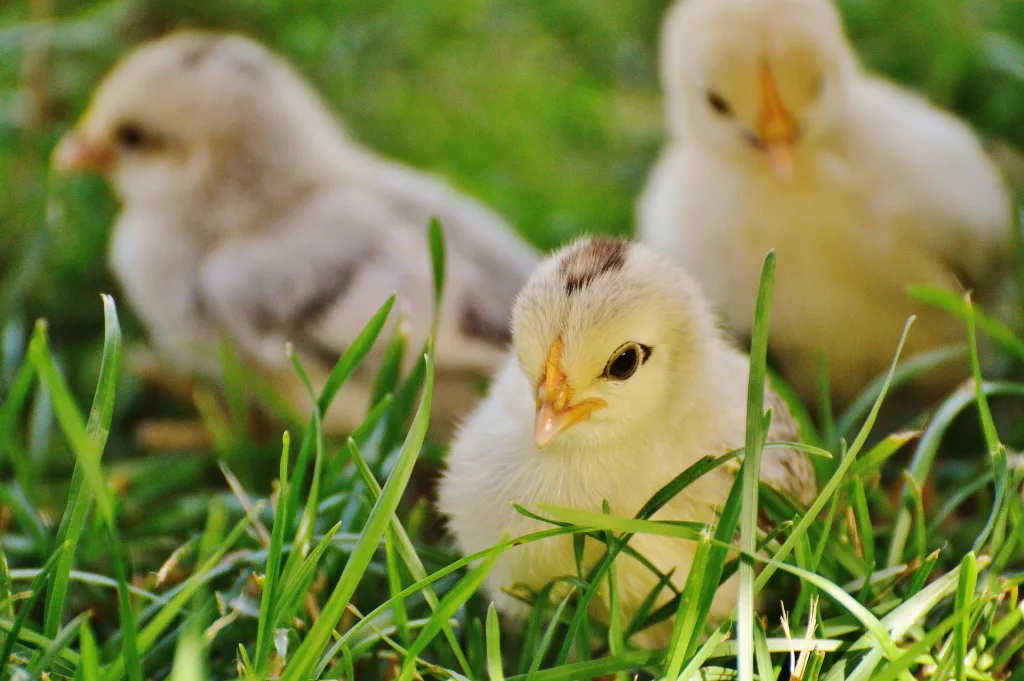 chicks-jpg