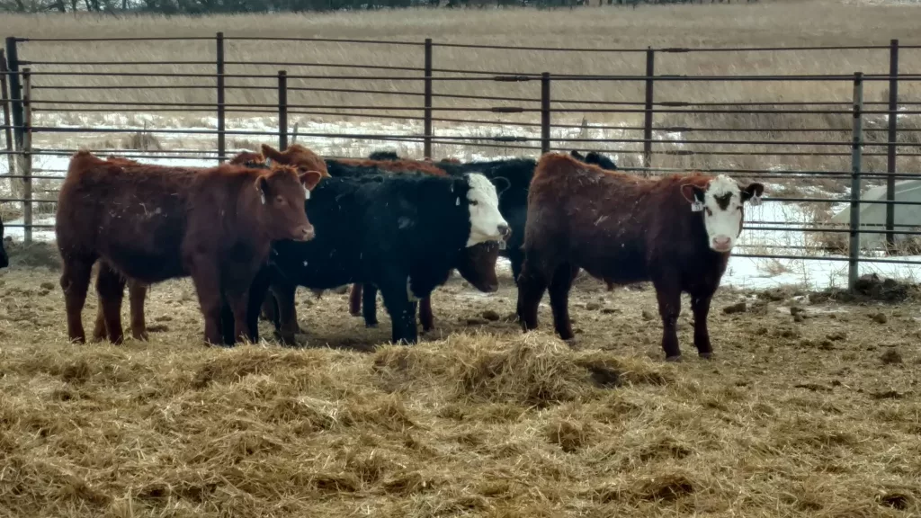 livestock-ndsu-jpg