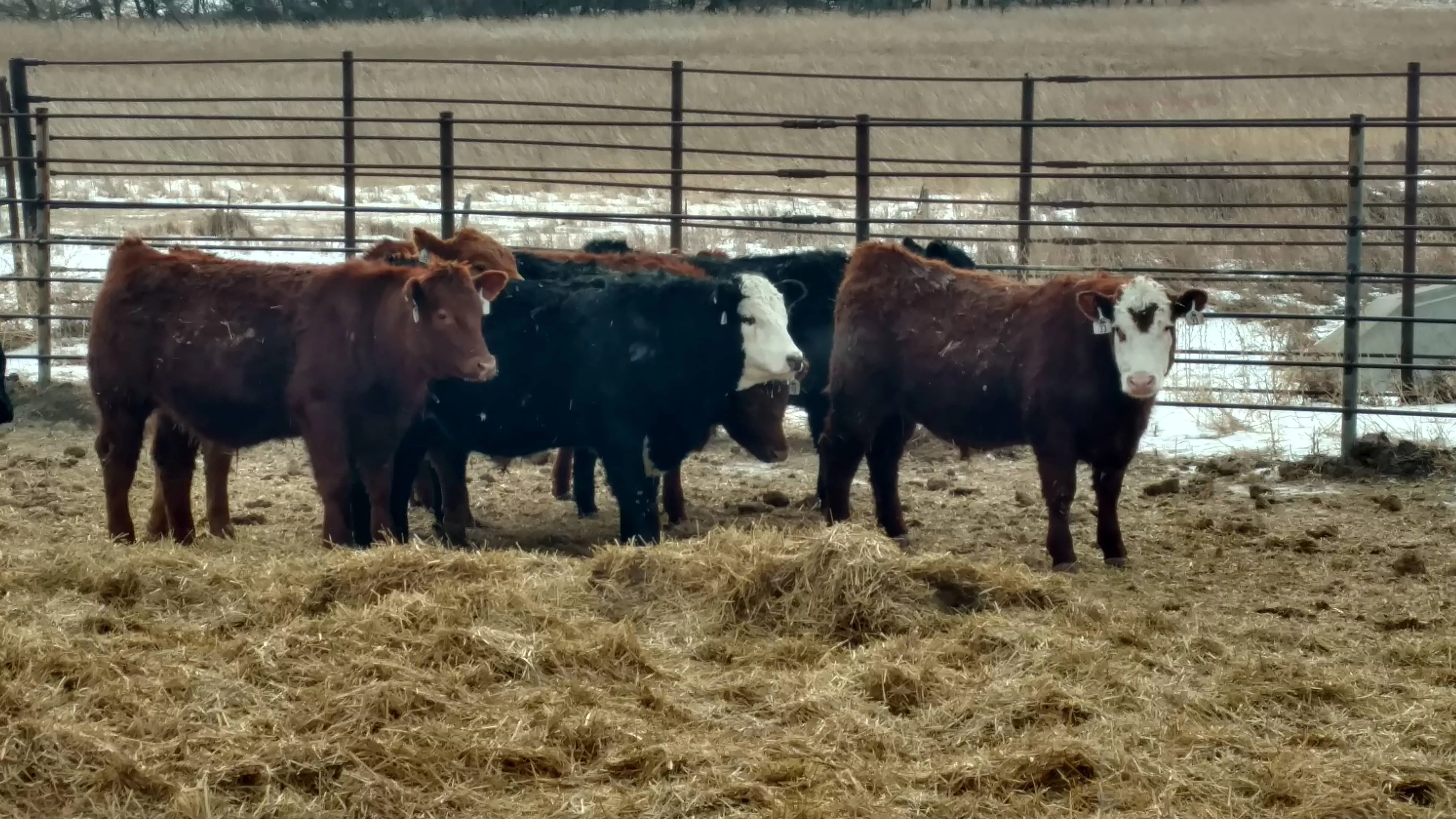 livestock-ndsu-jpg