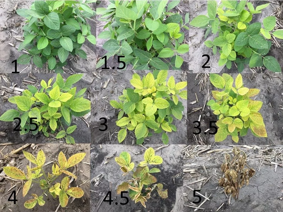 iron-deficiency-chlorosis-ndsu-jpg