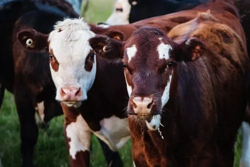 cows-jpeg