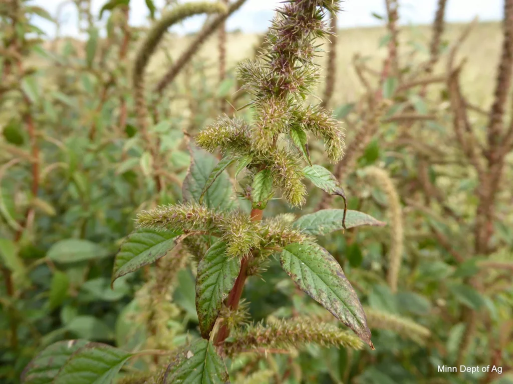 palmer-amaranth-mda-jpg
