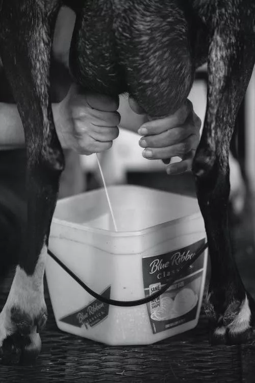 milking-a-cow-jpeg-2