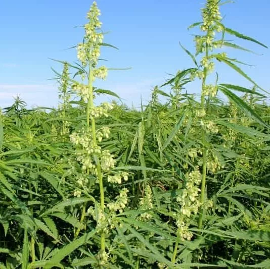 hemp-crop-jpg-3