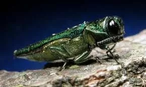 emerald-ash-borer-jpg